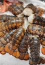 Fresh raw lobster tails on ice Royalty Free Stock Photo