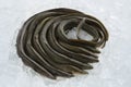 Fresh raw eels on ice Royalty Free Stock Photo