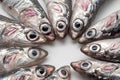 Fresh and raw mediterranean anchovy placed in circle. Close up