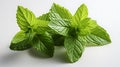 Fresh raw mint leaf or melissa leaves isolated.