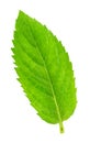 Fresh raw mint leaves isolated