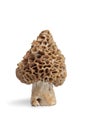 Fresh raw Morel mushroom