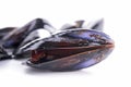 Fresh raw mussel Royalty Free Stock Photo