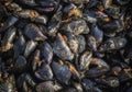 Fresh raw mussels, fresh from the sea, a mussel farm on the southern coast of Albania. Sea fodd background.