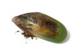 Fresh raw New Zealand green lipped mussel