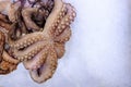 Fresh raw octopus on ice, white background. Closeup top view with copy space. Royalty Free Stock Photo