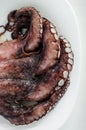 Fresh raw octopus tentacles on white plate background. Mediterranean healthy seafood. Royalty Free Stock Photo