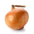 Fresh raw onion Royalty Free Stock Photo