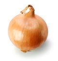 Fresh raw onion Royalty Free Stock Photo