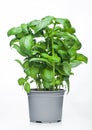 Fresh raw organic basil plant in bucket on white background Royalty Free Stock Photo