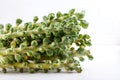 Fresh raw organic brussels sprouts stalks on white background Royalty Free Stock Photo