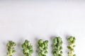 Fresh raw organic brussels sprouts stalks on white background. Top view, flat lay, copy space Royalty Free Stock Photo