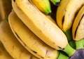 fresh Raw Organic Bunch of Bananas