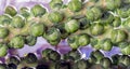 Fresh raw organic green brussel sprouts on stalks on Reflection black background with Natural sunlight Royalty Free Stock Photo