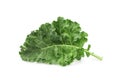 Fresh raw organic green kale leaf on white isolated background with clipping path. Kale is healthy Superfood diet, have omega 3, Royalty Free Stock Photo