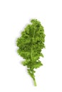 Fresh raw organic green kale leaf on white isolated background with clipping path in vertical. Kale is Superfood for diet, have Royalty Free Stock Photo