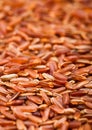 Fresh raw organic red rice on white background. Healthy food. Macro texture Royalty Free Stock Photo