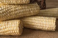 Fresh raw organic uncooked corn close up on rustic background