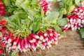 Fresh raw organic uncooked red radishes vegetables with leaves for sale at local farmers market or shop. Vegan food and healthy Royalty Free Stock Photo