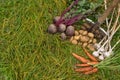 Fresh raw organic vegetables in grass, copyspace. Autumn harvest in garden, farming Royalty Free Stock Photo