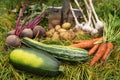 Fresh raw organic vegetables in grass in garden. Autumn harvest, farming Royalty Free Stock Photo