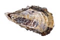 Fresh raw oyster Royalty Free Stock Photo