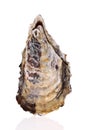 Fresh raw oyster Royalty Free Stock Photo