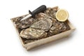 Fresh raw oysters in a box