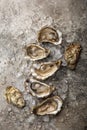Fresh raw oysters with ice on concrete background Royalty Free Stock Photo