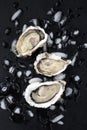 Fresh raw oysters on ice, shot from above Royalty Free Stock Photo