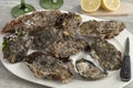 Fresh raw pacific oysters