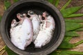 Fresh raw pearl spot or Green chromide fish from Kerala India