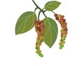 fresh raw Peppercorns branch with green leaf.