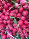 fresh raw Pink radishes in bunches