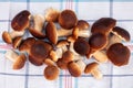 Fresh and raw porcini mushrooms on kitchen towel, mushrooming Boletus edulis