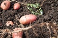 Fresh and raw potato on a field, freshly dug