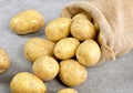 Fresh raw potatoes in a burlap sack Royalty Free Stock Photo