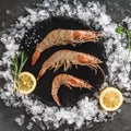 Fresh raw prawns or big shrimps with spices and ice on slate stone on dark stone background. Seafood, top view, flat lay Royalty Free Stock Photo