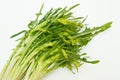 Fresh and raw puntarelle chicory on white Royalty Free Stock Photo