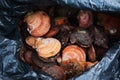 Fresh raw quahog in the bag on ice,close up.