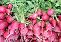 Fresh raw radishes market display Royalty Free Stock Photo
