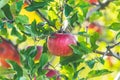 Fresh raw red apple on the branch in the garden on sunny day Royalty Free Stock Photo