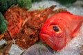 Fresh raw red bigeye and scorpion fish on ice at a restaurant, Beverly Hills, Ca Royalty Free Stock Photo