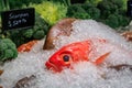 Fresh raw red bigeye and scorpion fish on ice at a restaurant, Beverly Hills, Ca Royalty Free Stock Photo