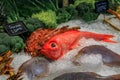 Fresh raw red bigeye and scorpion fish on ice at a restaurant, Beverly Hills, Ca Royalty Free Stock Photo