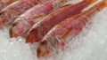 Fresh raw red mullets on ice close up