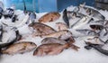 Fresh raw red Porgy or Pagrus pagrus and European bass or Dicentrarchus labrax fishes on ice on the counter at the fish market in Royalty Free Stock Photo