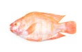 Fresh raw red tilapia fish isolated on white background Royalty Free Stock Photo