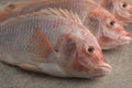 Fresh raw red tilapia fishes