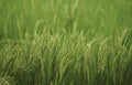 Fresh raw rice paddy plant on green grass field. close up shot, Agriculture, Crop and Farming Concept